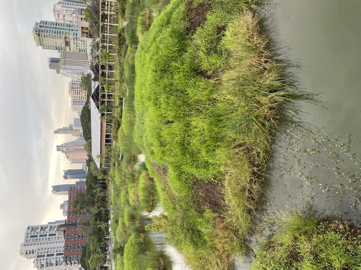 Benchakitti Park Skywalk Sunset – ทางเดินสกายวอล์กสวนเบญจกิติ ยามพระอาทิตย์ตก