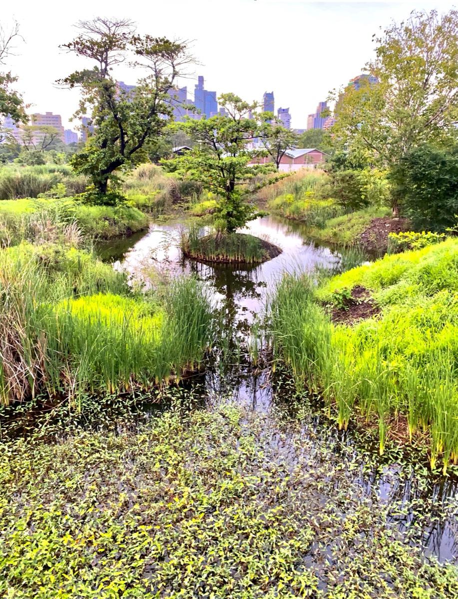 Monitor Lizard at Lumpini Park – เหี้ยที่สวนลุมพินี