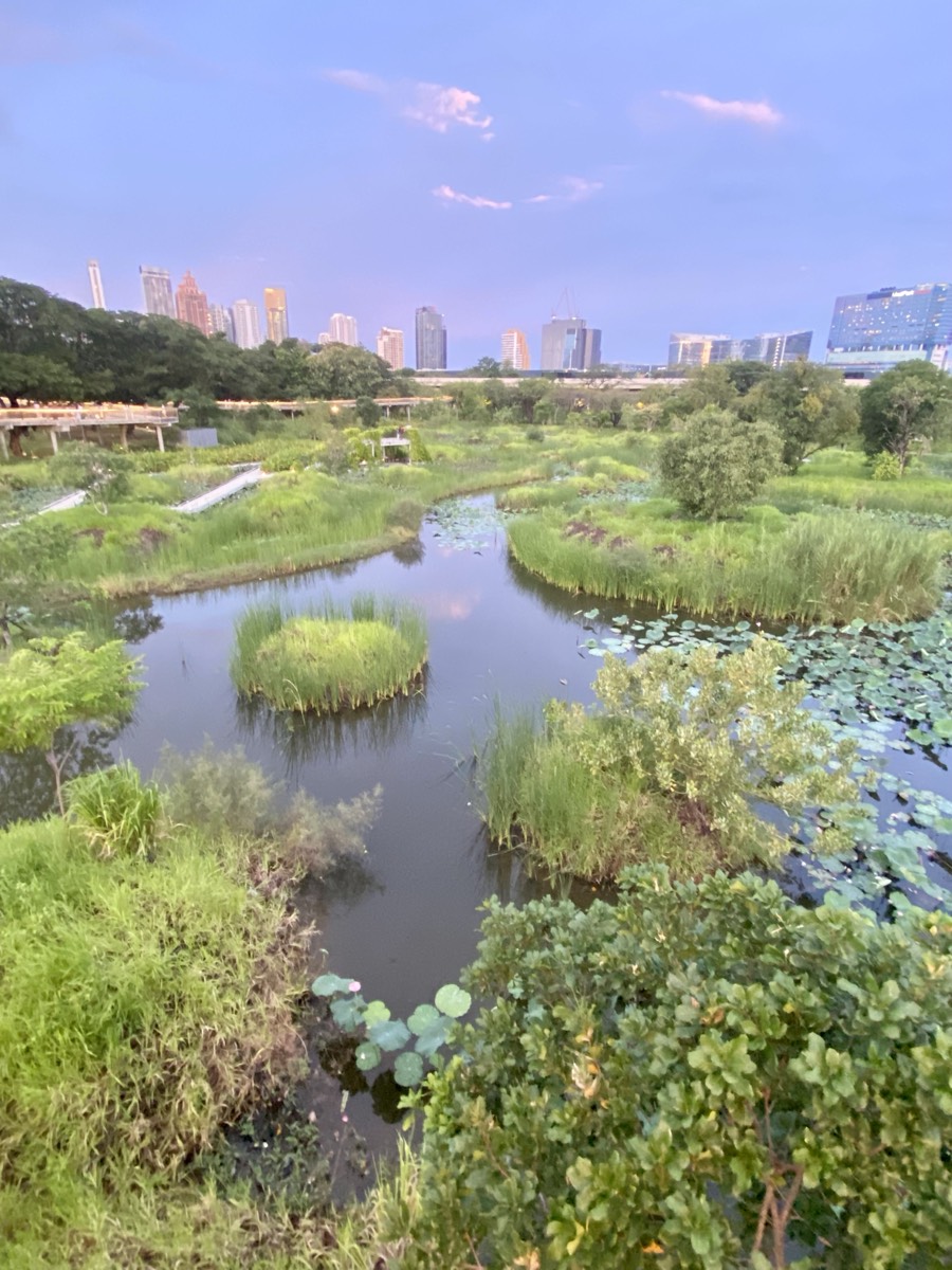 Monitor Lizard on Path Bangkok – เหี้ยบนทางเดิน กรุงเทพฯ